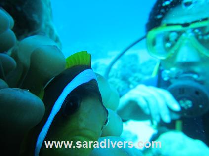 シュノーケリング